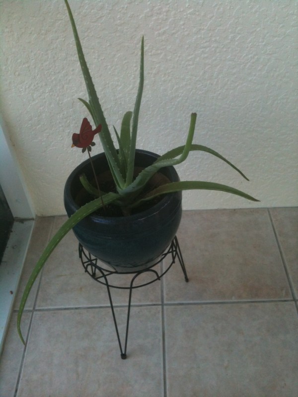 aloe plant and plant stand