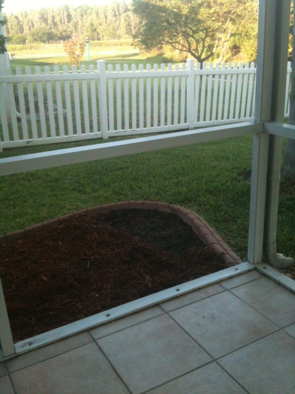 ready for sunflowers