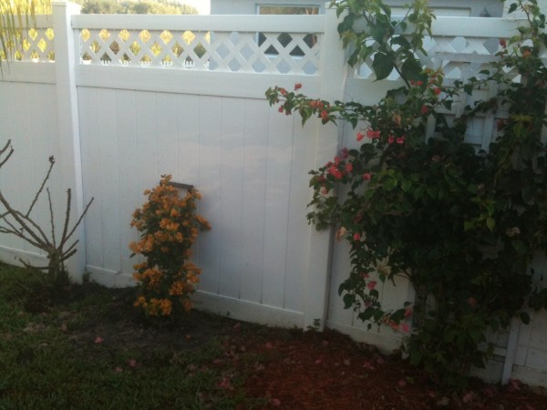 side by side bougainvilleas
