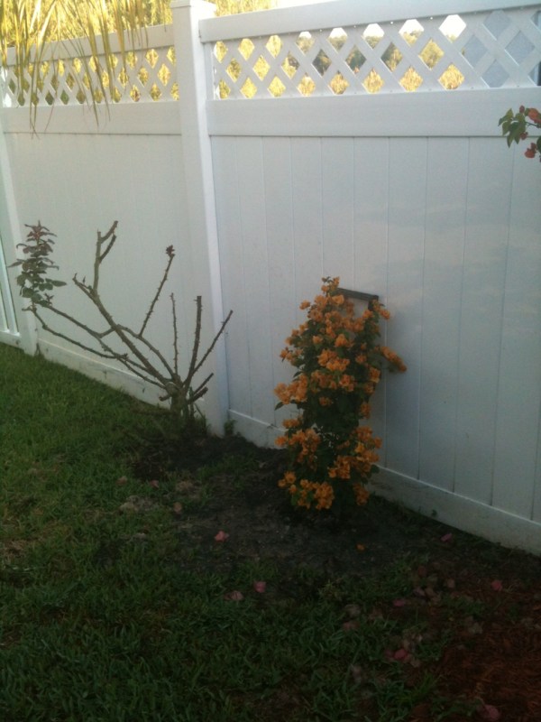 trimmed rose bush