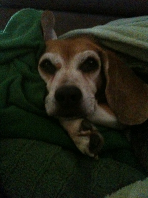 Noodle's iPhone Pics #2 065