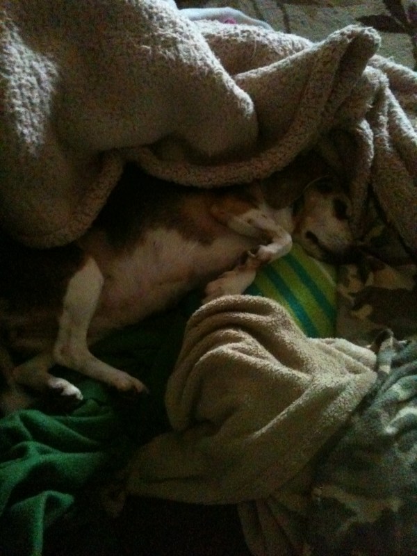 Noodle's iPhone Pics #2 288